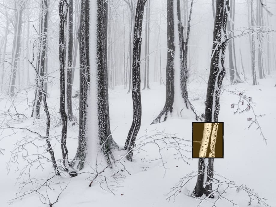 Jacques Pion, Intimus