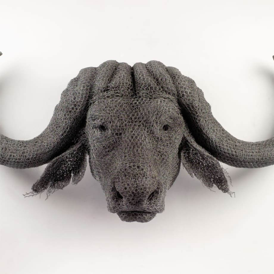 African Buffalo Head