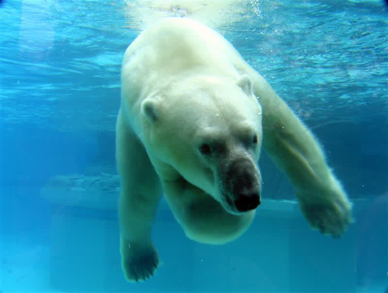 Janet Biggs at Cinema Session | Anda&Fala