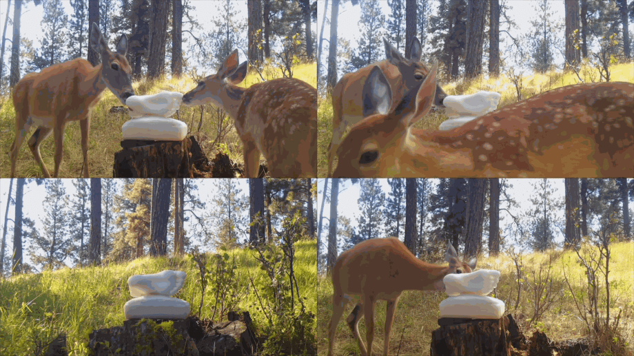 At Cristin Tierney, Malia Jensen Proves that Animals Have a Taste for Art