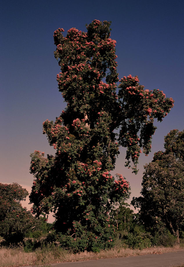 © Justin Keene "Flowering Gum" (2019)