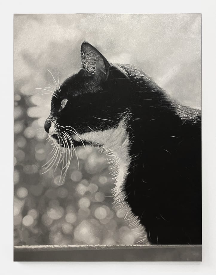 Paco Koenig, NOT BE PAINTED
