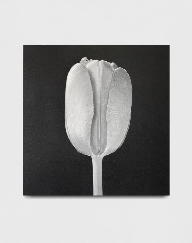 Paco Koenig TULIP, 2025, oil on linen, 100 x 100 cm, 39 3/8 x 39 3/8 in