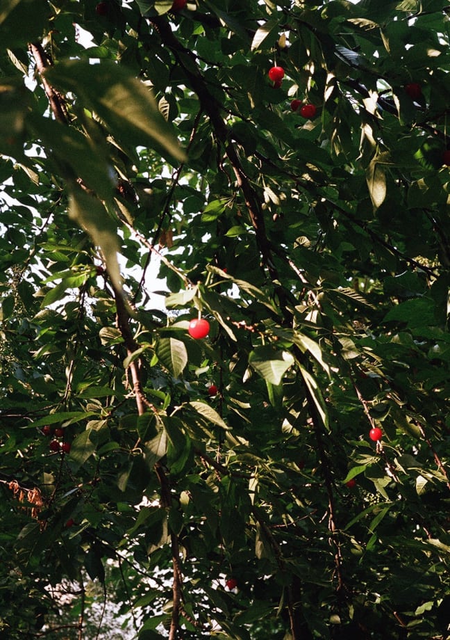 Group Exhibition I Tiefe Kirschen