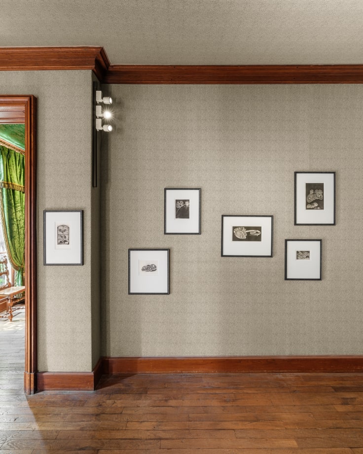 « La Nuit des papillons », exposition de Djabril Boukhenaïssi, dans la Maison Victor Hugo, à Paris, en juin 2025. Photo par Grégory Copitet