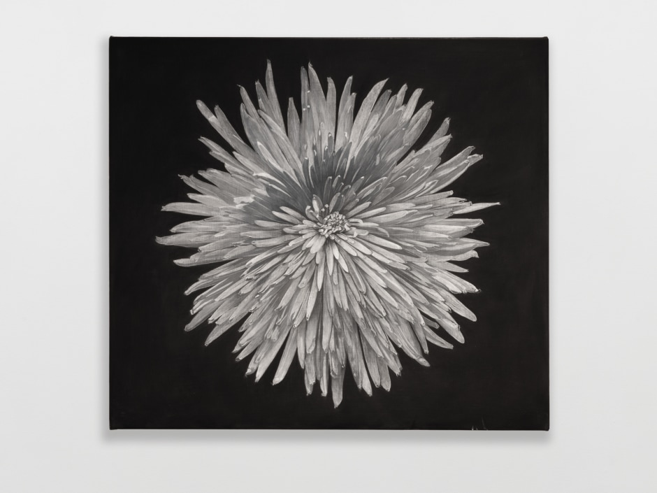 Chrysanthemum, 2020  Unique  Oil on linen  45 × 50 cm  17¾ × 19¾ in