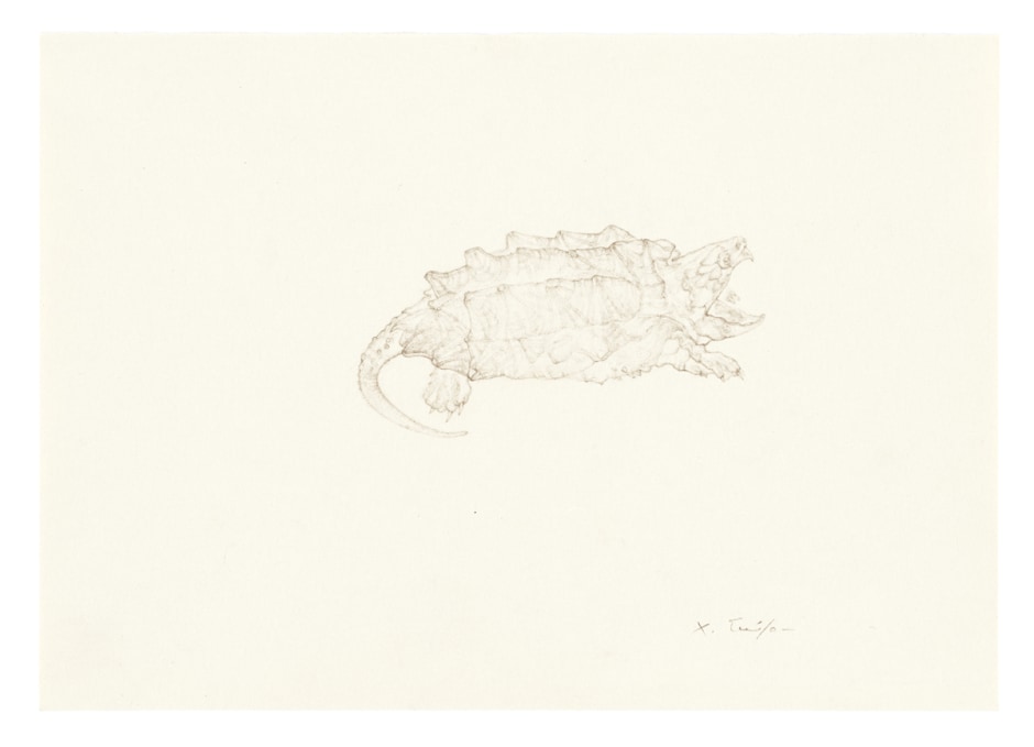 Temminckii tortue, 2014  colour pencil on paper  33.6 x 42.6 x 3.8 cm  13 1/16 x 16 1/4 x 1 3/16 in