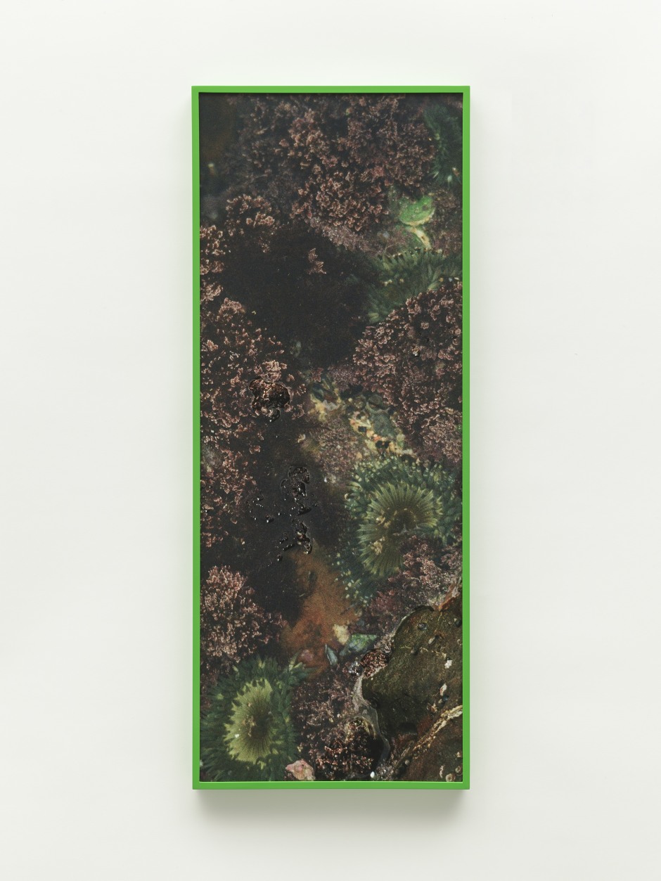 Sea Flowers, 2021  archival pigment print  91.4 x 35.6 cm / 36 x 14 in  edition 1 of 1 + 1 a/p (#1/1)