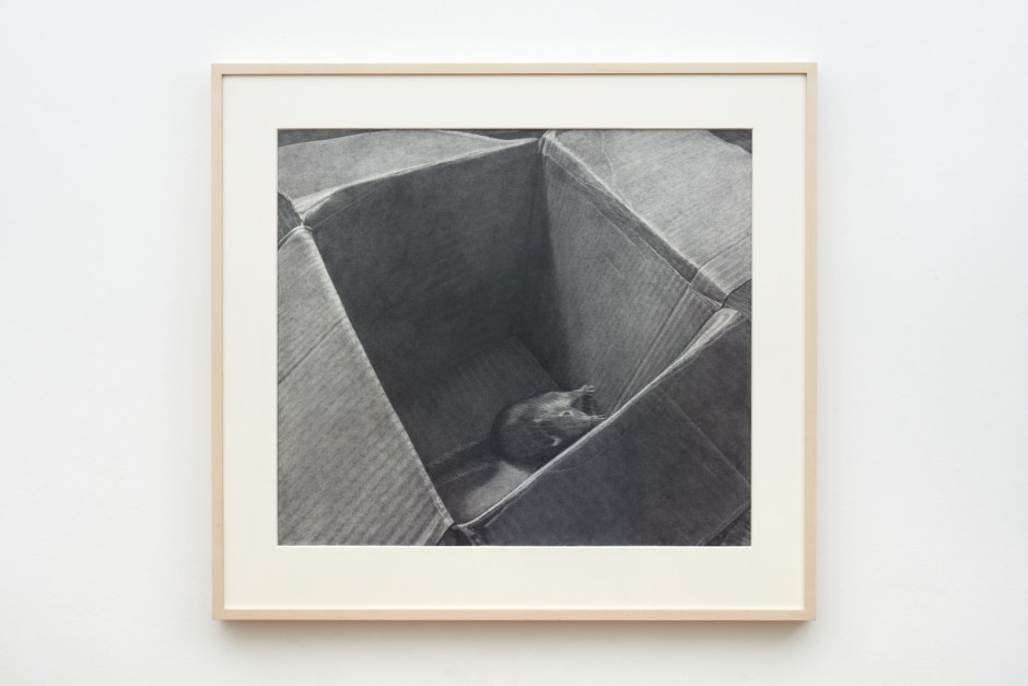 Catherine Murphy  Squirrel in a Box, 2019  graphite on paper  site size: 72 x 83 cm / 28 ⅜ x 32 ⅝ in frame size: 96.7 x 105.5 x 5 cm / 38 ⅛ x 41 ½ x 2 in  © Catherine Murphy, courtesy Sadie Cole HQ, London  Photo: Katie Morrison