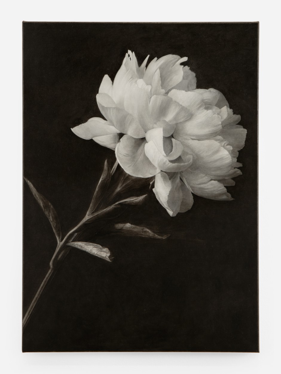 Don Brown  Peony, 2023  oil on linen  50.3 x 36 x 1.8 cm / 19 ¾ x 14 ⅛ x ¾ in  © Don Brown, courtesy Sadie Coles HQ, London  Photo: Katie Morrison
