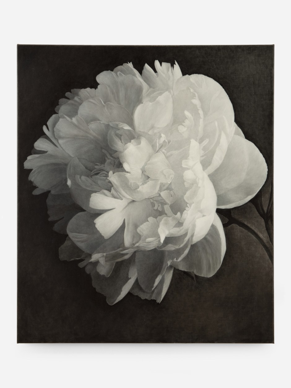 Don Brown  Peony, 2023  oil on linen  58.8 x 50.8 x 2 cm / 23 ⅛ x 20 x ¾ in.  © Don Brown, courtesy Sadie Coles HQ, London  Photo: Katie Morrison