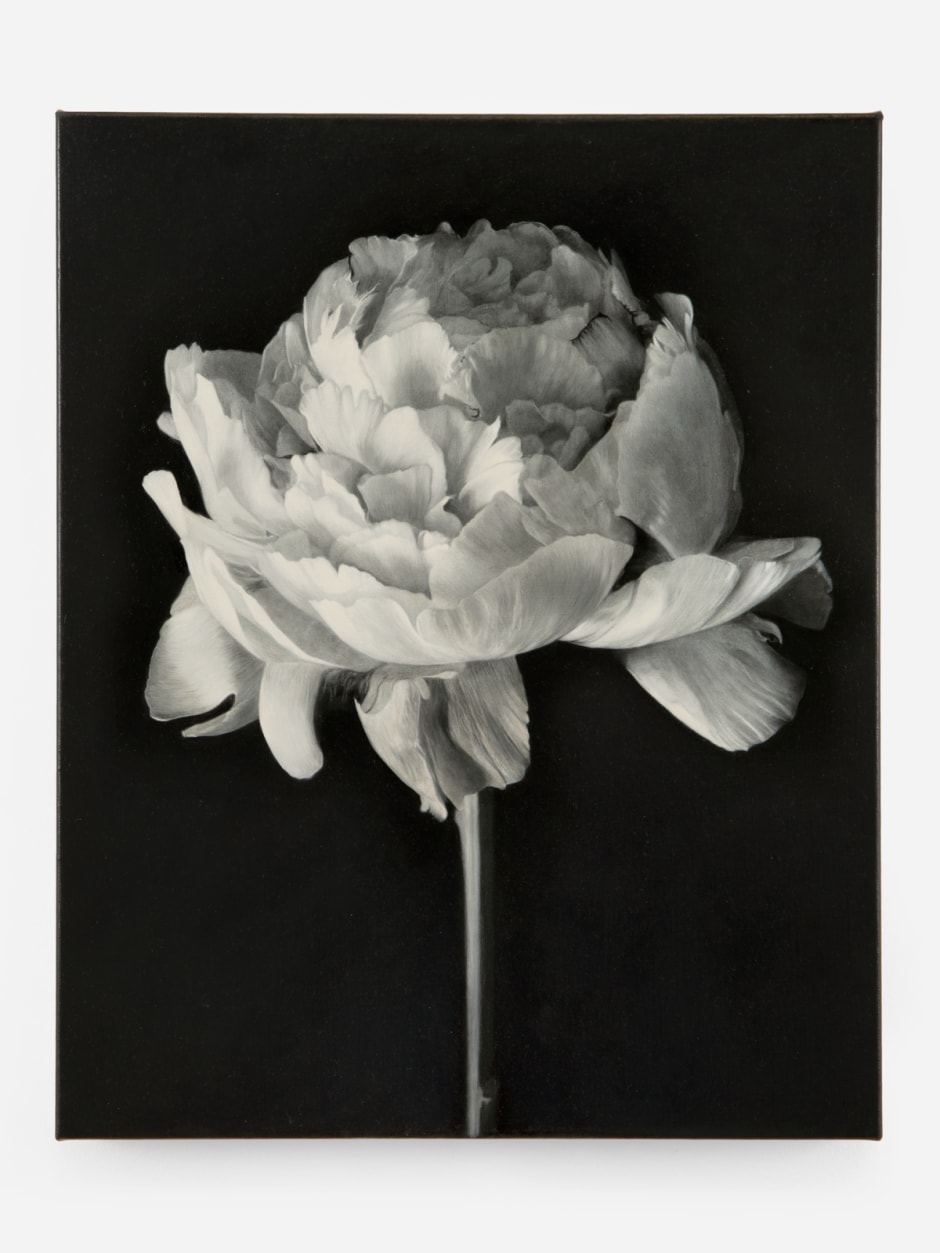 Don Brown  Peony, 2023  oil on linen  37.6 x 30.2 x 2 cm / 14 ¾ x 11 ⅞ x ¾ in.  © Don Brown, courtesy Sadie Coles HQ, London  Photo: Katie Morrison