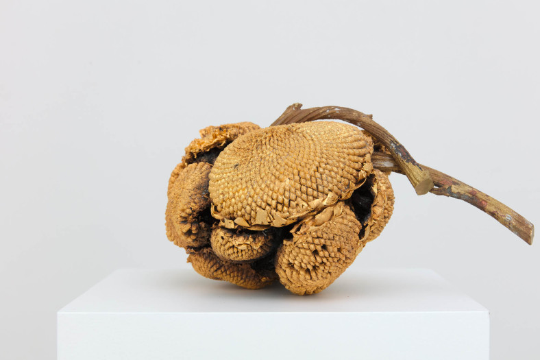 Alberto Scodro, Sunflower "a", 2020