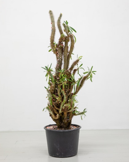Christophe Lezaire, Résistance, 2024