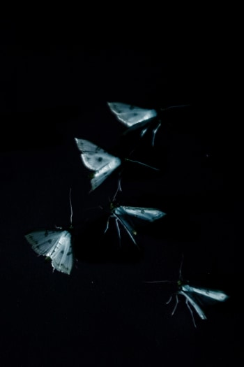 Léonard Pongo, Moths, 2022