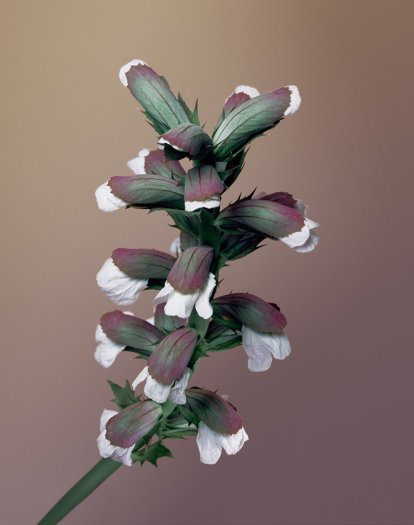 Erwan Frotin, Acanthus mollis, 2007