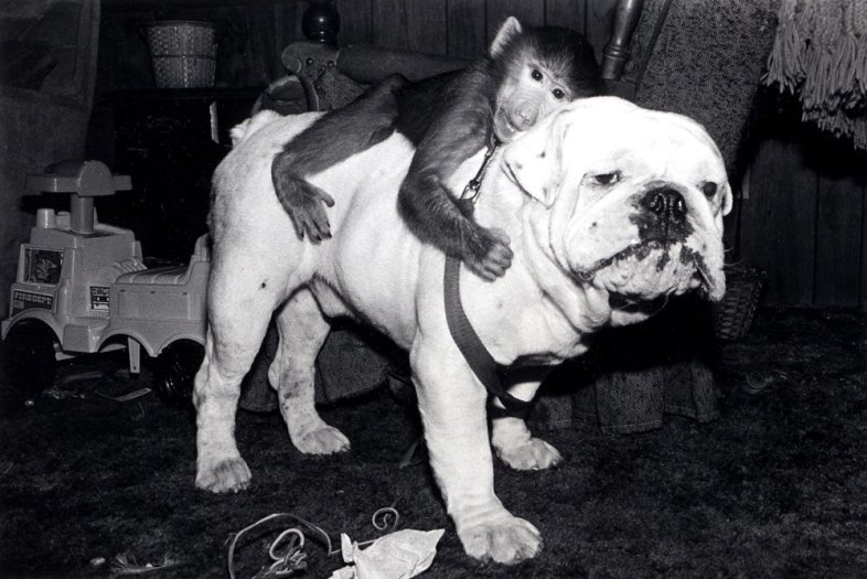 Robin Schwartz, Jake and Mugs. Hamadryas baboon, male, 1 year old; and English bulldog, male, 4 years old., 1990