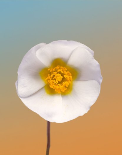 Erwan Frotin, Cistus sp., 2007