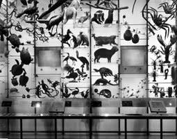 Matthew Pillsbury, Spectrum of Life, Museum of Natural History, New York City, 2004