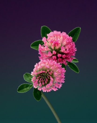 Erwan Frotin, Trifolium pratense, 2007