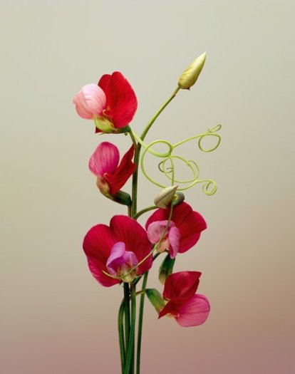 Erwan Frotin, Lathyrus sp., 2007
