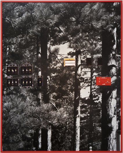 Anthony Lepore, Forest Light, 2009