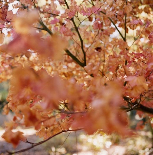 Lisa Eisner, Pirkle Pink Tree, Mill Valley, California, 2004