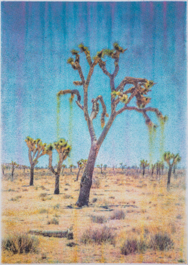 Matthew Brandt, Joshua Tree NC1A, 2023