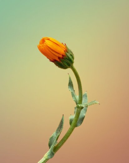 Erwan Frotin, Calendula arvensis 2, 2007