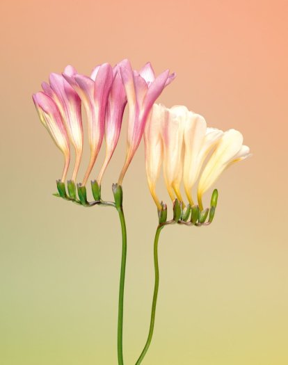 Erwan Frotin, Freesia sp., 2007
