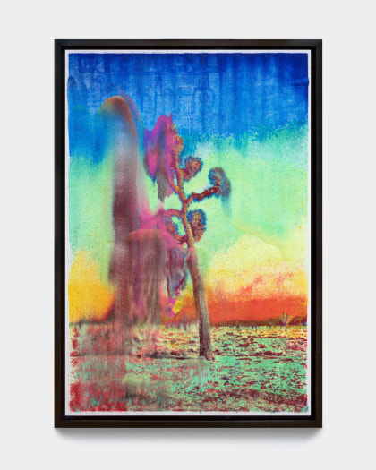 Matthew Brandt, Joshua Tree VC6C, 2023