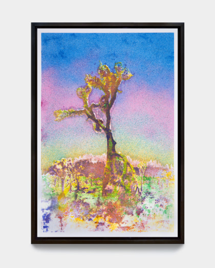 Matthew Brandt, Joshua Tree VC3A, 2023