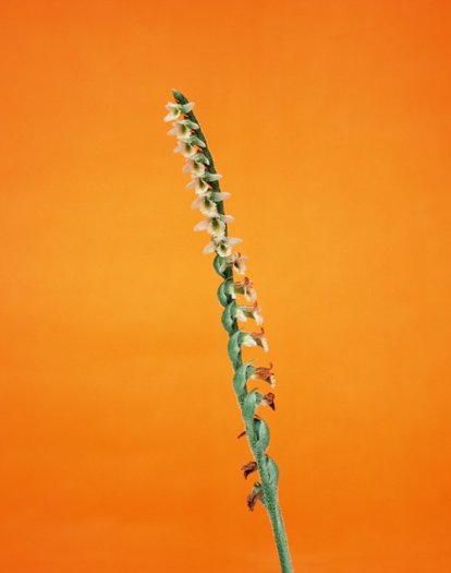 Erwan Frotin, Spiranthes autumnalis, 2007
