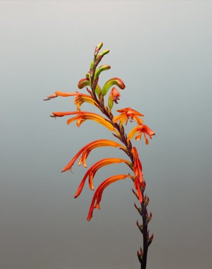 Erwan Frotin, Chasmanthe aethiopica, 2007