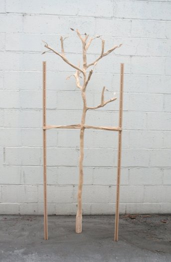 Isaac Resnikoff, Sapling Tree, 2010