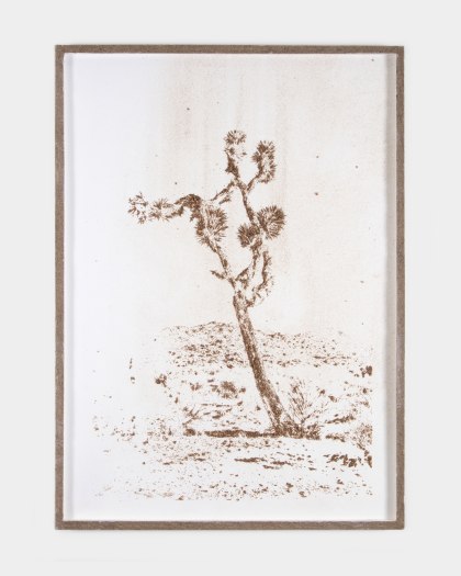 Matthew Brandt, Joshua Tree S03, 2023