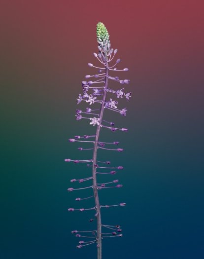 Erwan Frotin, Hyacinthaceae, 2007