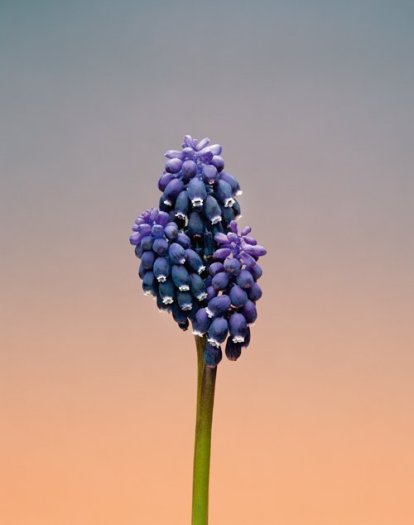 Erwan Frotin, Muscari sp., 2007