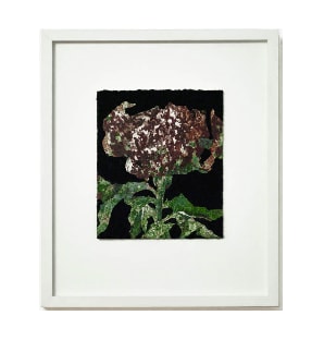 Oxana Tregubova, Paeoniaceae, 2024