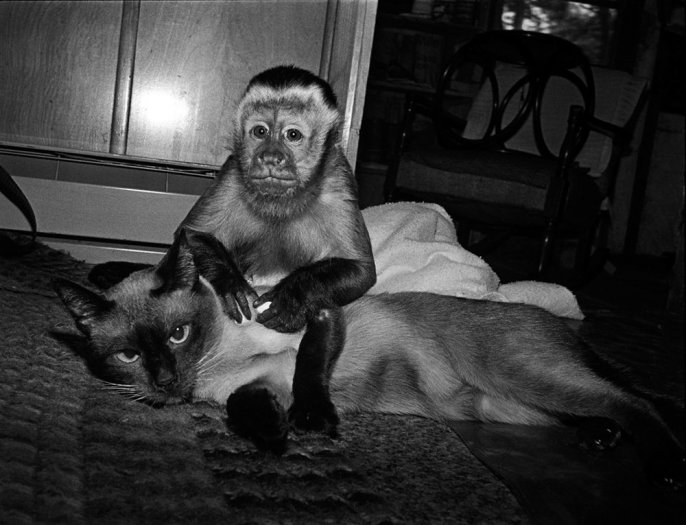 Robin Schwartz, Teddy and Katja. Tufted capuchin, male, 3 years old; and Siamese cat, female, 12-1/2 years old., 1988