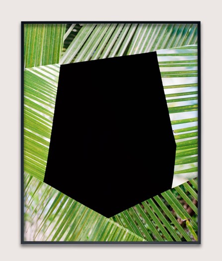 Hannah Whitaker, Frond Screen (Negative), 2015