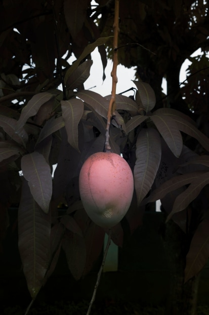 Léonard Pongo, Forbidden Fruit, 2020