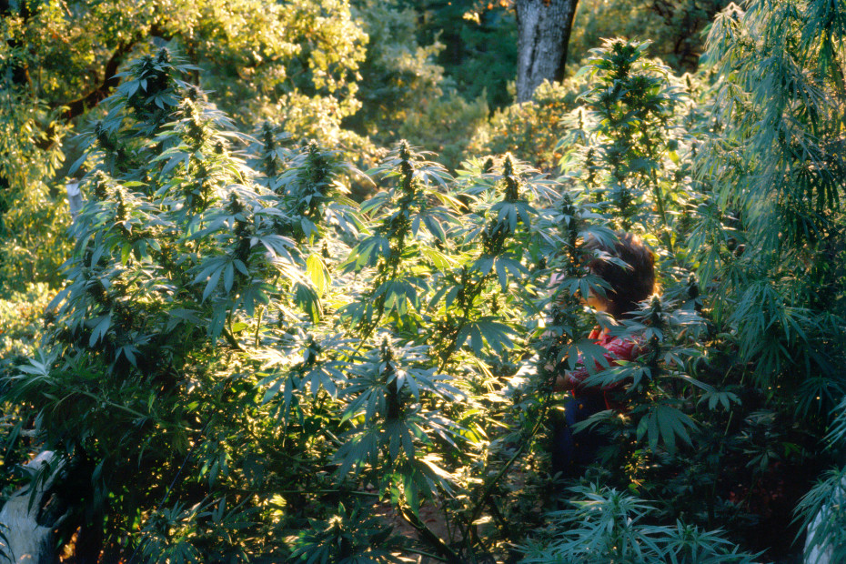 Mel Frank, Tanya in Durban Poison Field, Sonoma County, CA, 1979
